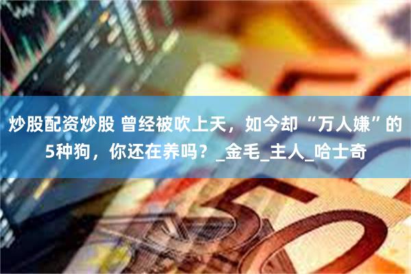 炒股配资炒股 曾经被吹上天，如今却 “万人嫌”的5种狗，你还在养吗？_金毛_主人_哈士奇